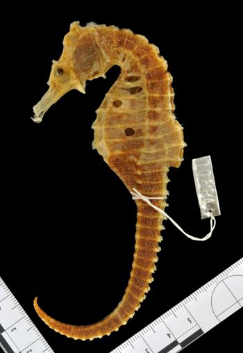 Media type: image;   Ichthyology 11684